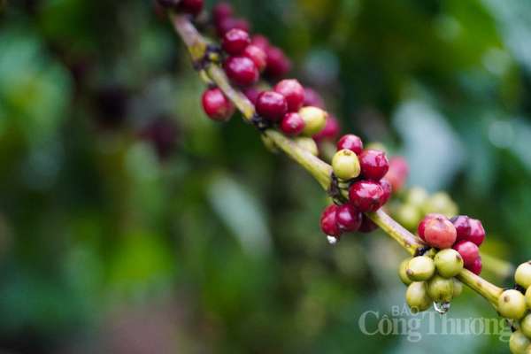 Giá cà phê hôm nay ngày 04/3: Giá cà phê trong nước tăng 200 đồng/kg