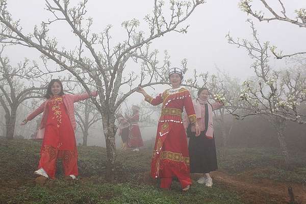 Lào Cai: Khai hội hoa lê trắng biên cương Si Ma Cai