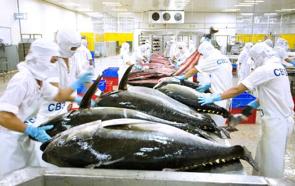 năm 2022 xuất khẩu cá ngừ sang Israel đạt 36,63 triệu USD và Israel đứng thứ 4 trong số 10