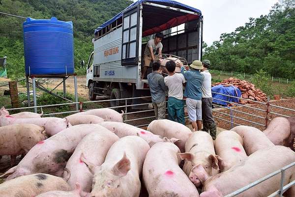 Hiện tổng đàn ở Nghệ An khoảng 958.318 con lợn thịt.