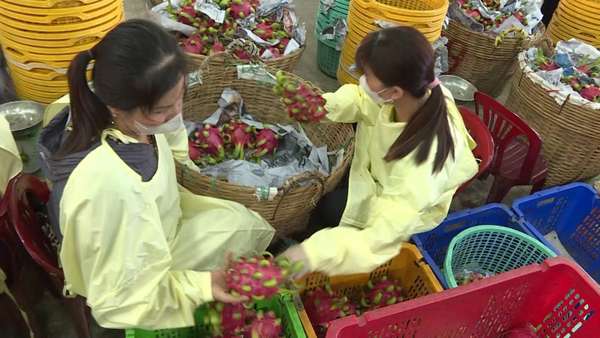 Nâng tầm nông, thủy sản Việt: Phải xác định giống gì, con gì cần thúc đẩy tiếp thị
