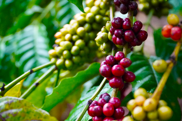 Việt Nam là nước xuất khẩu cà phê lớn thứ 2 thế giới.