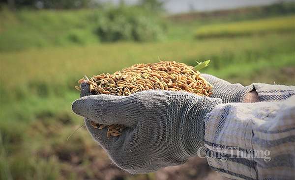 Giá gạo 5% tấm của Việt Nam hiện tại cao hơn cùng kỳ năm trước khoảng 60 USD/tấn