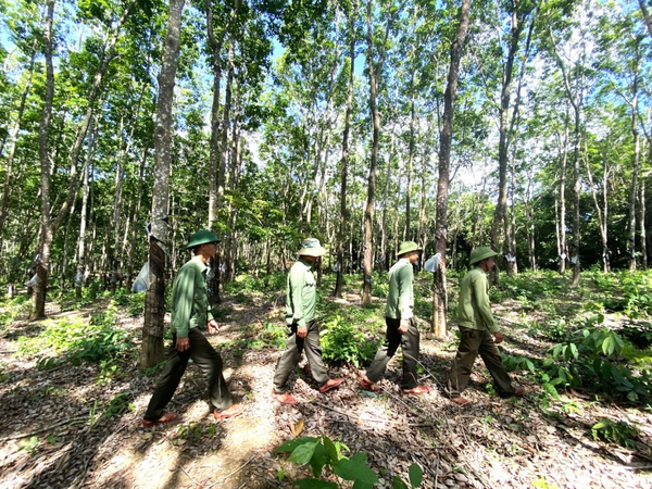 Thường trực Tỉnh ủy Gia Lai chỉ đạo làm rõ vụ 359 ha rừng cao su “vô chủ”