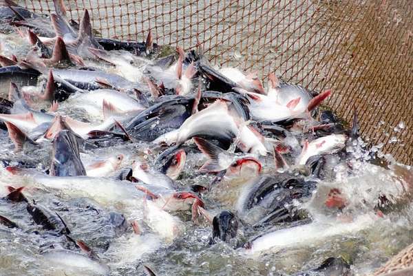 giá cá tra nguyên liệu tăng mạnh