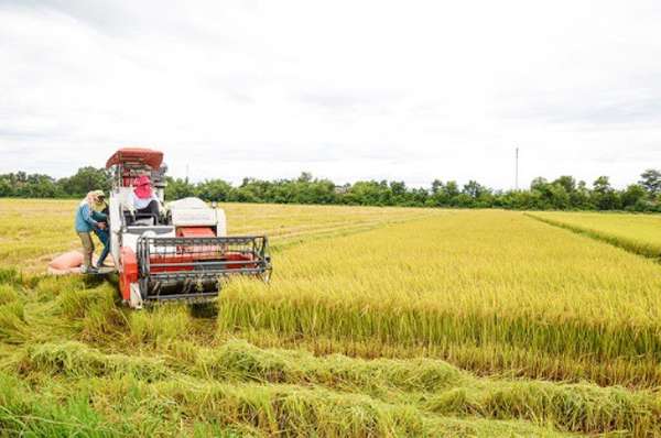 Giá lúa gạo hôm nay ngày 6/10: Thị trường bớt trầm lắng