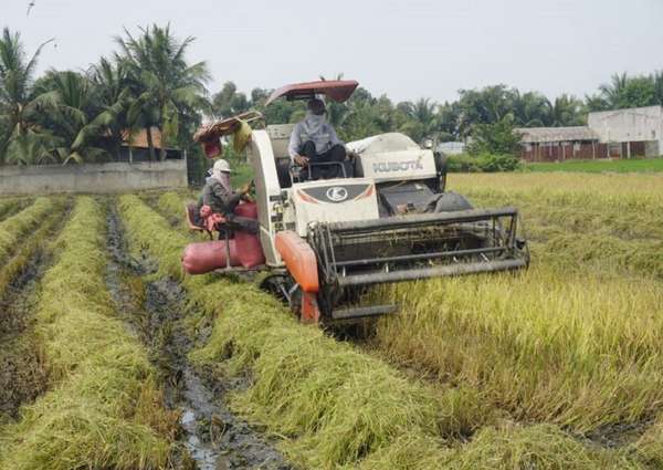 Giá lúa gạo hôm nay ngày 7/11: Đồng loạt tăng 100 - 400 đồng/kg