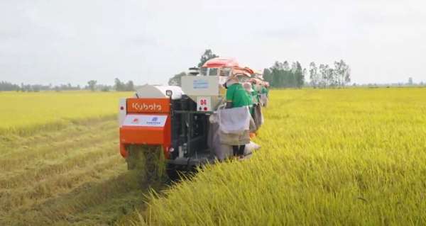 Giá lúa gạo hôm nay ngày 10/10: Giá gạo xuất khẩu tăng trở lại