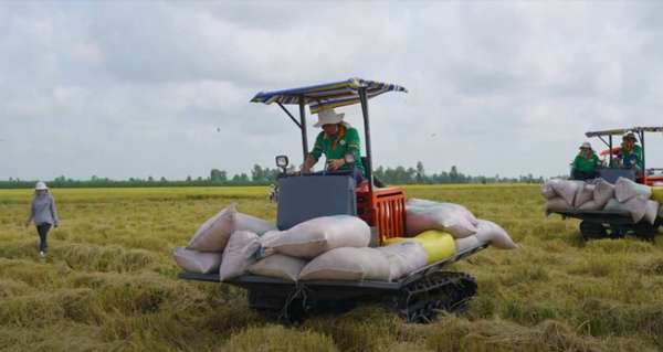 Giá lúa gạo hôm nay ngày 22/11: Nhiều loại lúa tăng 200 đồng/kg; giá gạo nguyên liệu có xu hướng giảm
