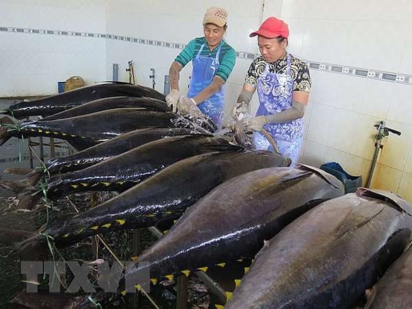 Năm 2022, xuất khẩu cá ngừ cán đích 1 tỷ USD