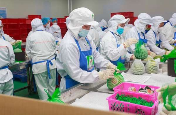 Quy trình kiểm tra nông sản xuất khẩu tại Công ty Cổ phần Tập đoàn Xuất-Nhập khẩu trái cây Chánh Thu, tỉnh Bến Tre