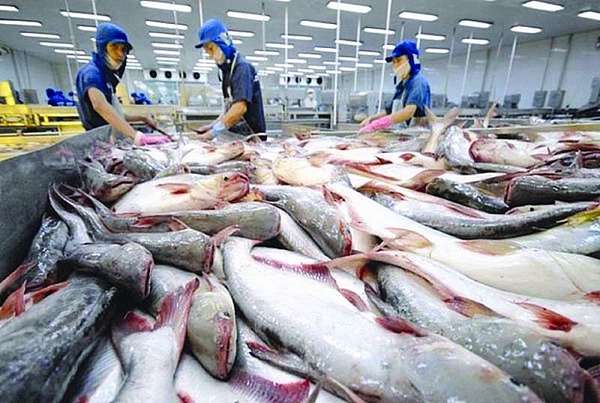 Canada đứng Top 2 trong khối CPTPP nhập khẩu cá tra từ Việt Nam 