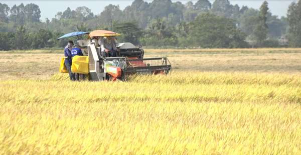 Giá lúa gạo hôm nay ngày 9/7/2023 và tổng kết tuần qua: Giá gạo xuất khẩu tăng 5 USD/tấn