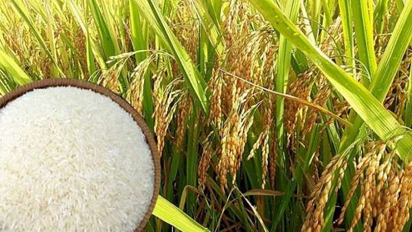 Giá lúa gạo hôm nay ngày 5/7/2023: Giá lúa Hè Thu neo cao, doanh nghiệp tăng cường gom hàng