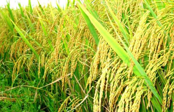 Giá lúa gạo hôm nay ngày 7/7/2023: Giá gạo xuất khẩu tăng 5 USD/tấn