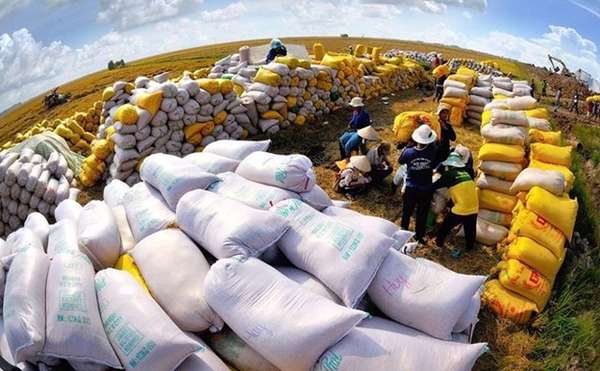 Giá lúa gạo hôm nay ngày 11/7/2023: Giá lúa Hè thu tăng 100 đồng/kg