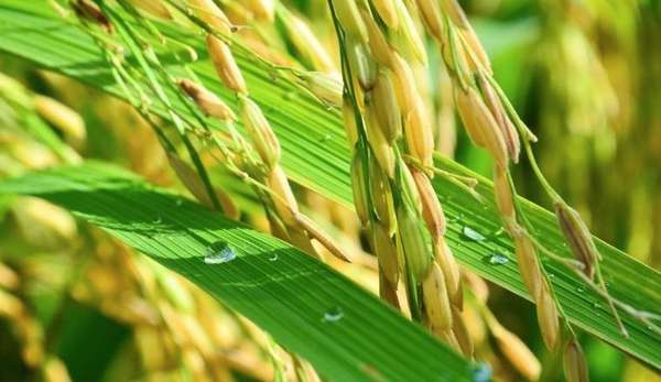 Giá lúa gạo hôm nay 25/6 và tổng kết tuần qua: Giá gạo tăng 50 đồng/kg