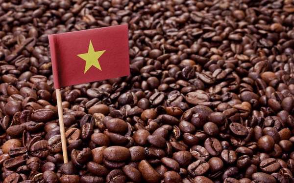 Giá cà phê hôm nay, 28/6/2023: Giá cà phê trong nước tăng đến 700 đồng/kg