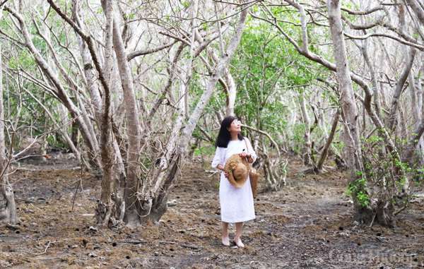 Thừa Thiên Huế: Rừng ngập mặn Rú Chá thu hút du khách