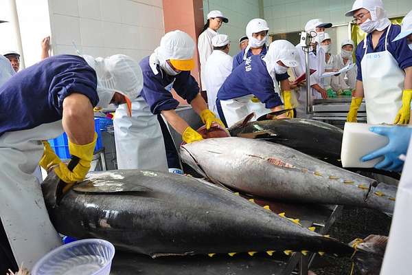 xuất khẩu cá ngừ