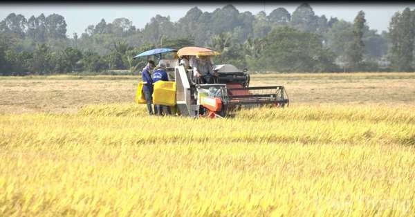 Giá lúa gạo hôm nay ngày 12/3: Lúa IR 504 Đông Xuân nguồn ít, nông dân chào giá cao