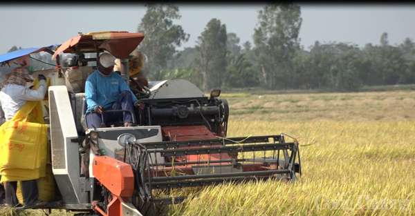 Giá lúa gạo hôm nay ngày 14/8/2023: Giá gạo giảm 300 – 400 đồng/kg