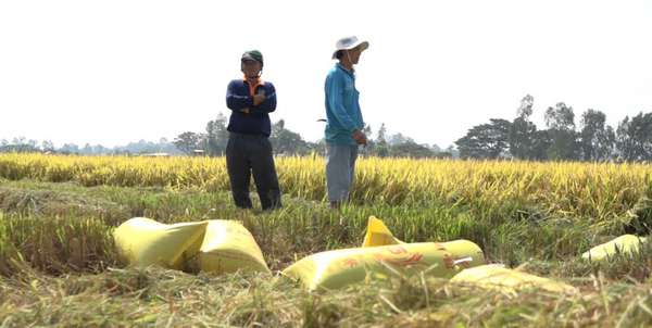Giá lúa gạo hôm nay ngày 30/8: Lúa Hè thu cạn nguồn, gạo kéo dài đà tăng giá