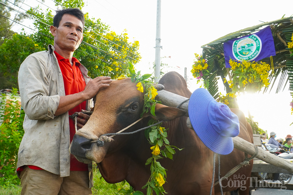 Khánh Hòa: Nhà nông trổ tài đua xe bò