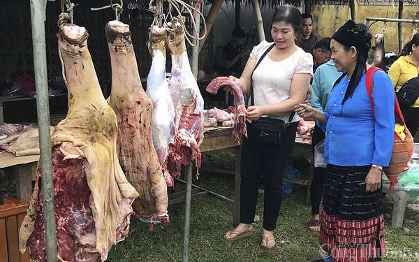Nghệ An: Giá trâu, bò liên tục giảm sâu, người chăn nuôi thua lỗ