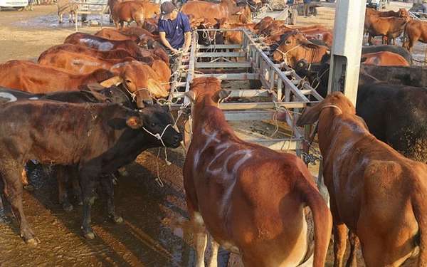 Nghệ An: Giá trâu, bò liên tục giảm sâu, người chăn nuôi thua lỗ