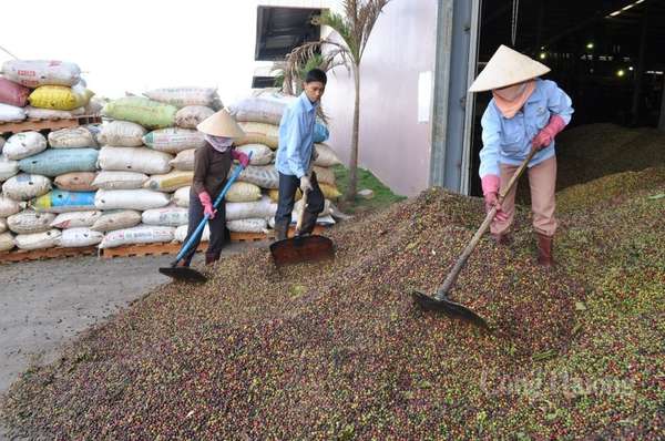 Giá liên tục tăng, xuất khẩu cà phê “ngắm đích” 6 tỷ USD năm 2030