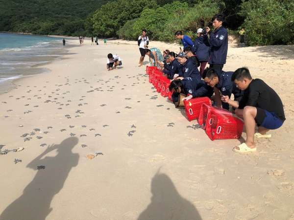 Côn Đảo: Bảo tồn rùa biển cần gắn liền nâng cao nhận thức và phát triển du lịch