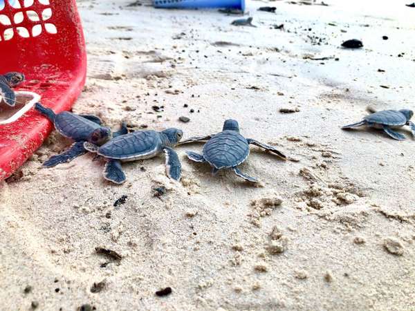 Côn Đảo: Bảo tồn rùa biển cần gắn liền nâng cao nhận thức và phát triển du lịch
