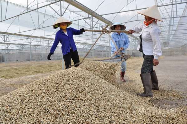 8 tháng đầu năm 2023, xuất khẩu cà phê đạt 1,2 triệu tấn