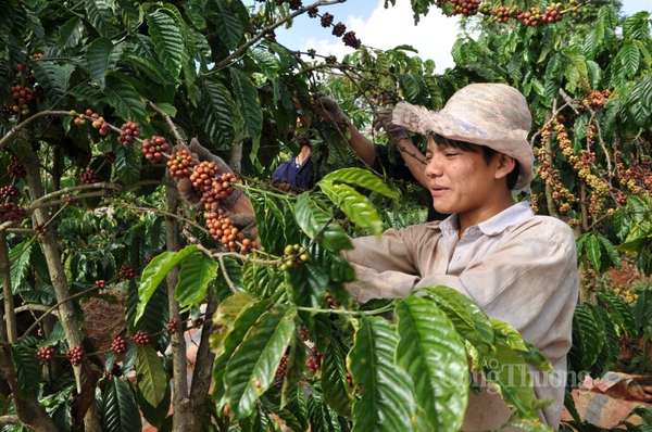 Việt Nam hướng tới vùng nguyên liệu cà phê xuất khẩu đạt chuẩn