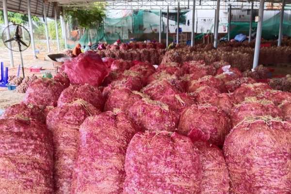 Ninh Thuận: Giá hành tím tăng cao, nông dân phấn khởi
