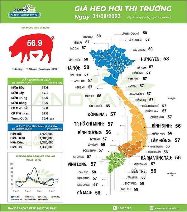 Giá lợn hơi trên cả nước ngày 31.8.2023. Nguồn: Anova Feed