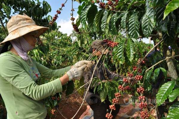 Xuất khẩu cà phê cần tuân thủ quy định của EU về phát triển bền vững