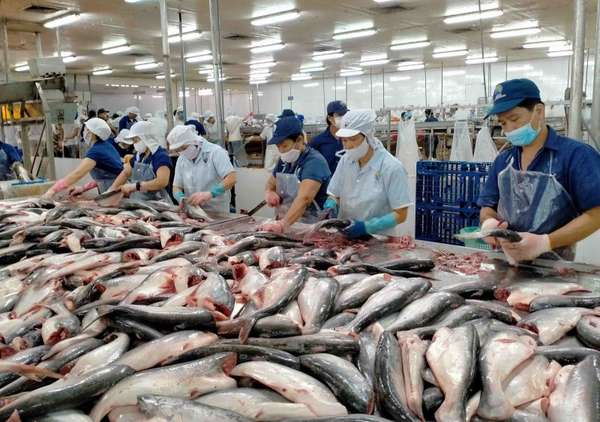 Điểm tin kinh tế - thị trường ngày 13/9/2023: Cá tra Việt Nam nhận tin vui; chứng khoán bùng nổ
