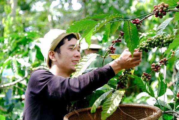 Tăng xuất khẩu cà phê chế biến, giá cà phê tăng kỷ lục