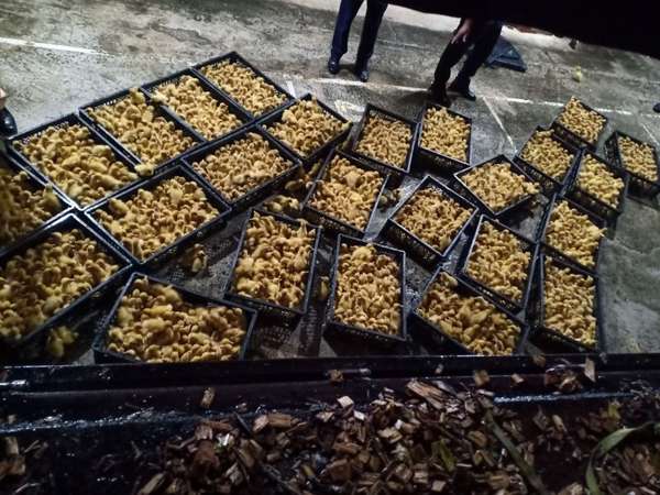 Lạng Sơn: Bắt giữ phương tiện vận chuyển 20.000 con vịt giống không rõ nguồn gốc