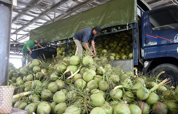 Xuất khẩu dừa tươi, cơ hội mới cho ngành hàng kinh tế chủ lực tỉnh Bến Tre
