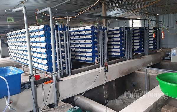 Hệ thống thiết bị nhà xưởng nuôi cua biển lột của anh Nguyễn Quang Thuấn