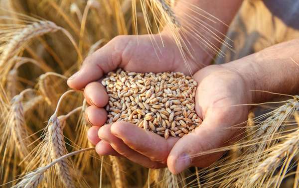 Giá lúa mì sẽ ổn định trong 2021-2022? | Báo Sài Gòn Đầu Tư Tài Chính
