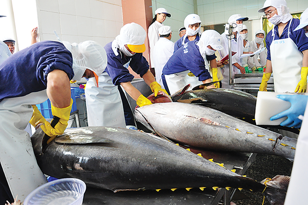 Xuất khẩu cá ngừ đạt mức cao nhất từ đầu năm | Báo Sài Gòn Đầu Tư Tài Chính