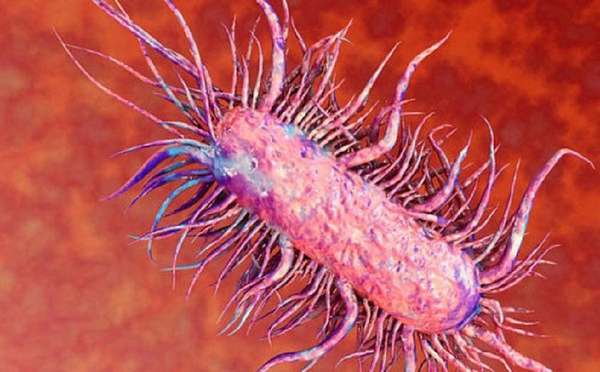 Các biện pháp phòng ngừa bệnh Whitmore "vi khuẩn ăn thịt người"