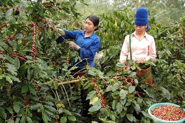 Giá “giảm nhiệt”, xuất khẩu cà phê có gặp khó?