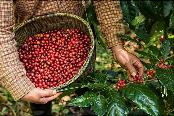 Lượng giảm, giá xuất khẩu cà phê tiếp tục neo ở mức kỷ lục