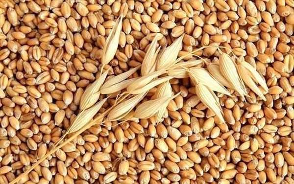 Nhu cầu suy yếu đẩy giá lúa mì giảm mạnh