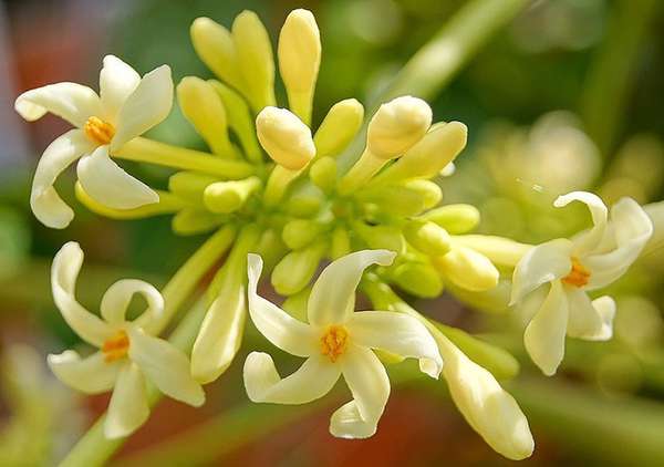 Hoa đu đủ đực được thu hái từ những cây đu đủ giống đực, là dược liệu được dùng từ lâu đời để trị bệnh, đặc biệt nổi tiếng trong trị ho. 